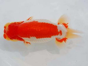 錦蘭会　東大関　藤野　武　高松