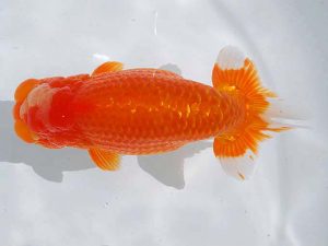 西部本部 勧進元一　佐々木通広　新居浜