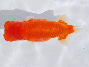 西部本部 行司一　中村優作　西条