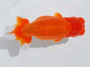 西部本部 行司二　大熊正人　倉敷