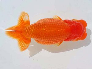 西部本部 行司三　西口武志　羽曳野