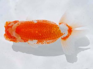 西部本部 脇行司一　大熊正人　倉敷