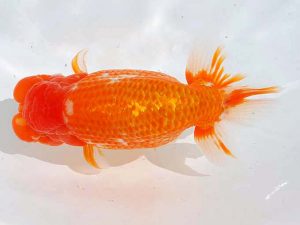 西部本部 脇行司二　谷口仁志　京都