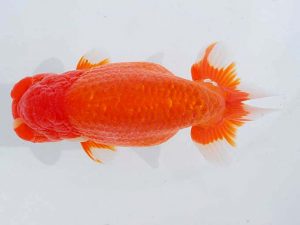 錦蘭会　西大関　安田裕喜　松山