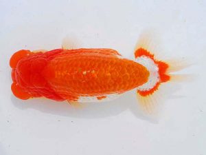 錦蘭会　立行司　難波康宏　倉敷