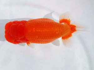 錦蘭会　西取締　八木廣光　糸島