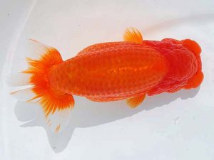 西部本部 東関脇　浦田智和　熊本