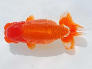 西部本部 東小結　藤野　武　高松