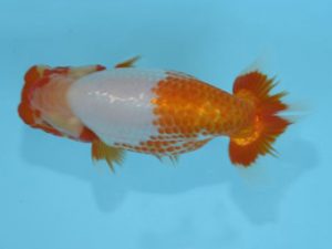 好鱗会　東大関　神田太郎