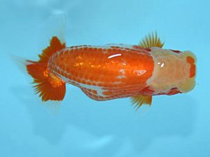 好鱗会　西大関　加納力一