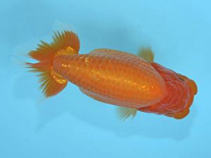 好鱗会　立行司　松原　健