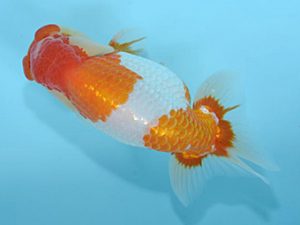 好鱗会　東大関　新倉健次