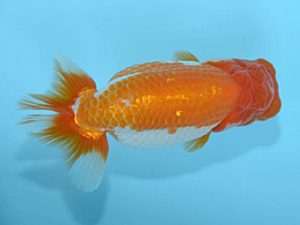 好鱗会　西大関　新倉健次