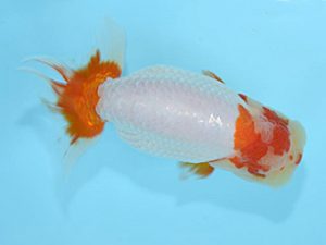 好鱗会　立行司　須田友一郎