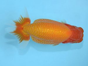 好鱗会　取締一　新倉健次