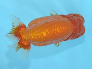 好鱗会　取締二　松原　健