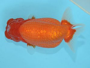 好鱗会　東大関　店網秀男