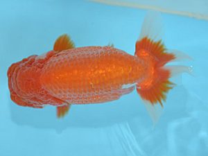 好鱗会　西大関　佐藤徳正