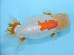 好鱗会　立行司　新倉健次