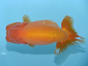 好鱗会　取締一　新倉健次