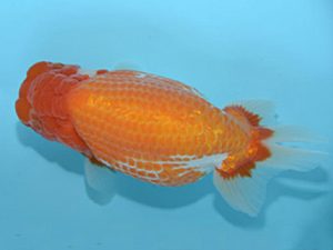 好鱗会　取締二　宮下昌美