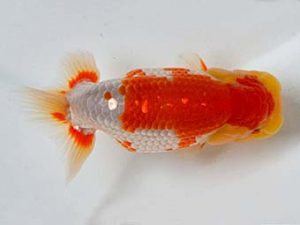 九州・山口　東大関　東　秀明　佐賀