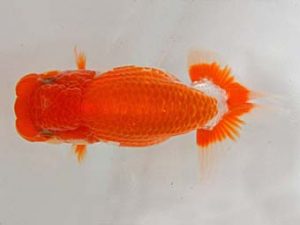 九州・山口 東勧進元　岩崎昇一　熊本