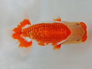 九州・山口 西勧進元　近藤祐介　大分A