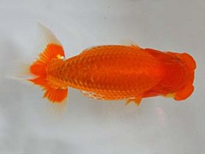 九州・山口 行司一　野田善洋　鳥栖みやき