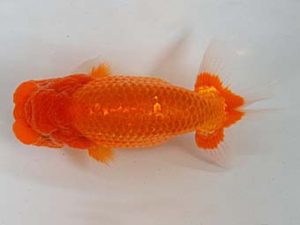 九州・山口 行司二　広重辰生　下関