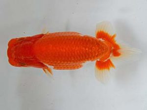 九州・山口 行司三　東　昴平　佐賀