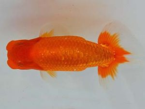 九州・山口 東脇行司　吉田真弓　佐賀