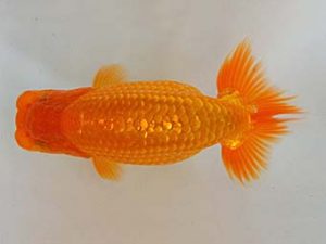 九州・山口 西脇行司　小野裕基　大分