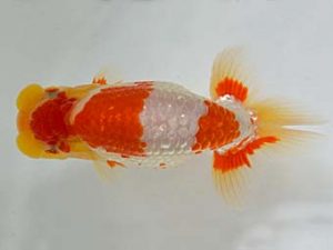 九州・山口　西大関　湯浅正徳　鳥栖みやき