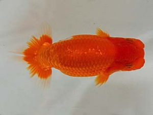 九州・山口　立行司　藤崎和則　福岡