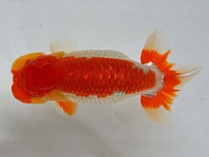 九州・山口　西取締　橋岡信行　大分