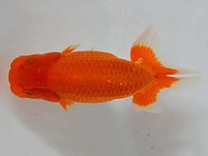 九州・山口 東関脇　木本道白　福岡