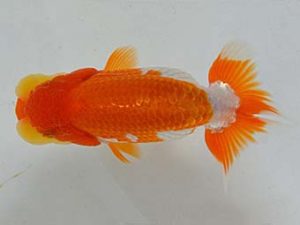 九州・山口 西関脇　赤峰丈美　大分