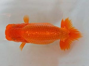 九州・山口 東小結　小野裕基　大分