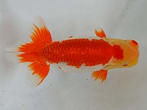 九州・山口 西小結　毛利方美　大分A