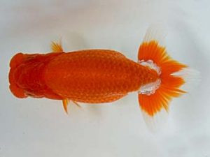 九州・山口　東大関　大藪博之　福岡