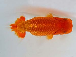 九州・山口 東勧進元　山田英幸　福岡