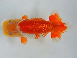 九州・山口 西勧進元　宮本一幸　大分