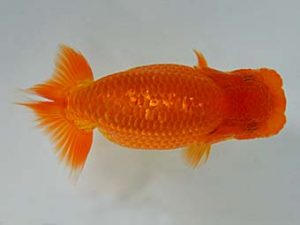 九州・山口 行司一　木谷英明　下関