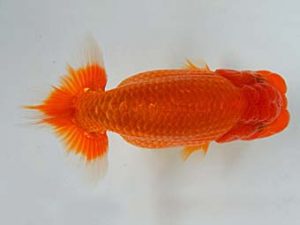 九州・山口 行司二　梅田憲一　福岡