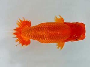 九州・山口 行司三　八坂幸二　大分