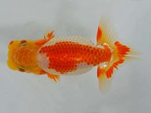 九州・山口 東脇行司　豊増和昭　福岡