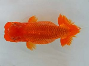 九州・山口 西脇行司　宮本一幸　大分