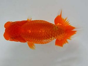 九州・山口　西大関　西隈　徹　鳥栖みやき