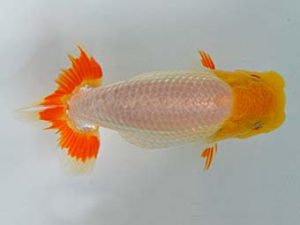 九州・山口　東取締　井上松雄　大分